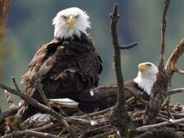 Spokane Bluebell Court Eagles