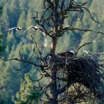 Spokane Bluebell Court Eagles Nest