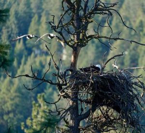 Spokane Bluebell Court Eagles