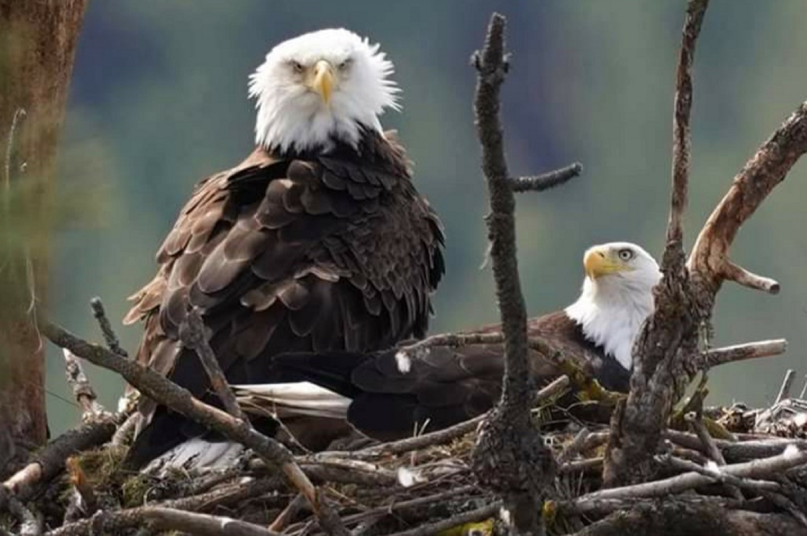 Spokane Bluebell Court Eagles