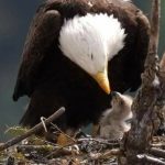 Spokane Bluebell Court eaglet