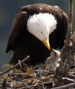 Spokane Bluebell Court Eagles