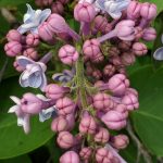 Military Support Lilac in Bloom