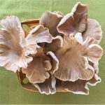 OrganicNearby.com Linc Foods MarketPlace – Subtle Sweet Oyster Mushrooms
