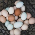 OrganicNearby.com Little Foot Farms – Chicken and Duck Eggs