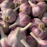 OrganicNearby.com Thompson Creek Farm – Certified Organic Garlic
