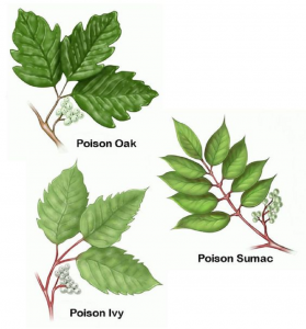 Differences Between Poison Ivy & Poison Oak - Indigo