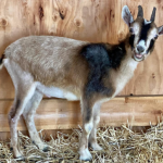 nonprofits Spokane goat