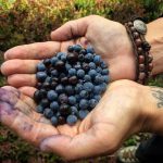 Spokane huckleberriesbountiful berries