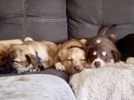 Path of Hope Rescue