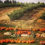 Pumpkin Farms Spokane pumpkin land at becks harvest house