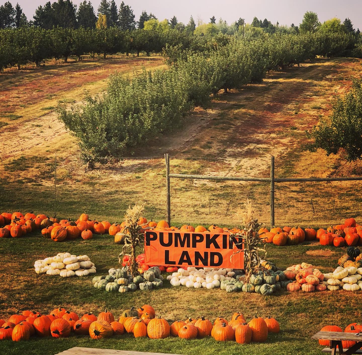 Pumpkin Farms Spokane