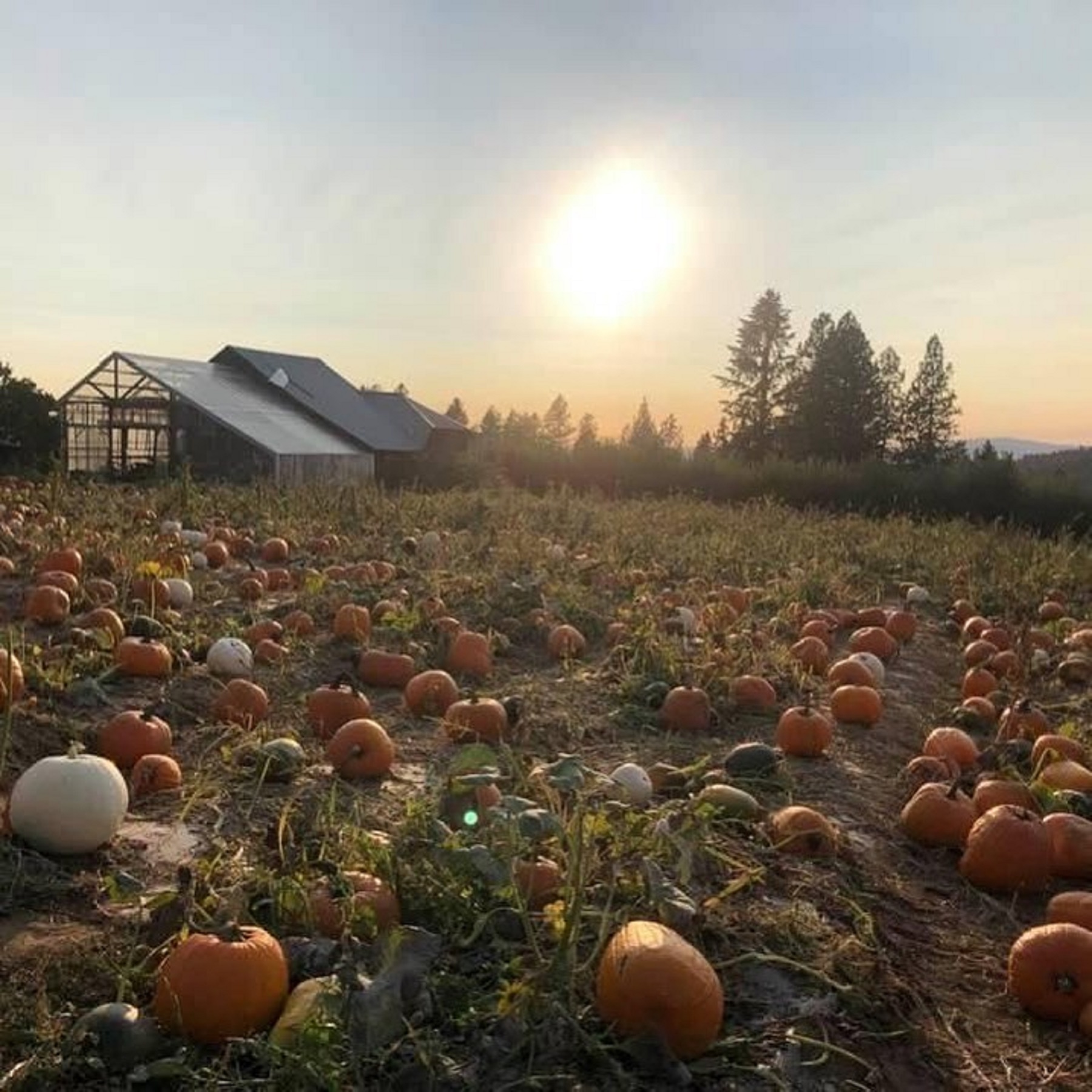 Pumpkin Farms Spokane