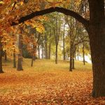 fall leaves Spokane manito park