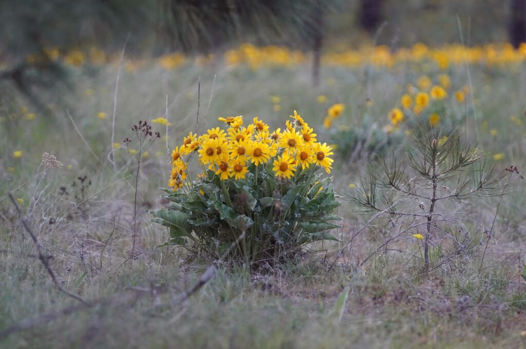 Turnbull National Wildlife Refuge