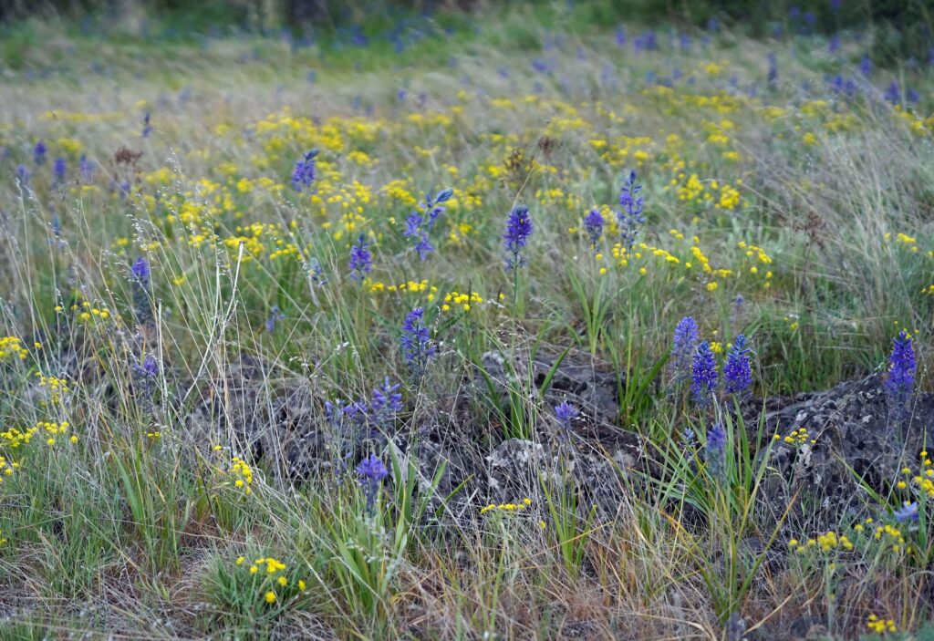 Turnbull National Wildlife Refuge