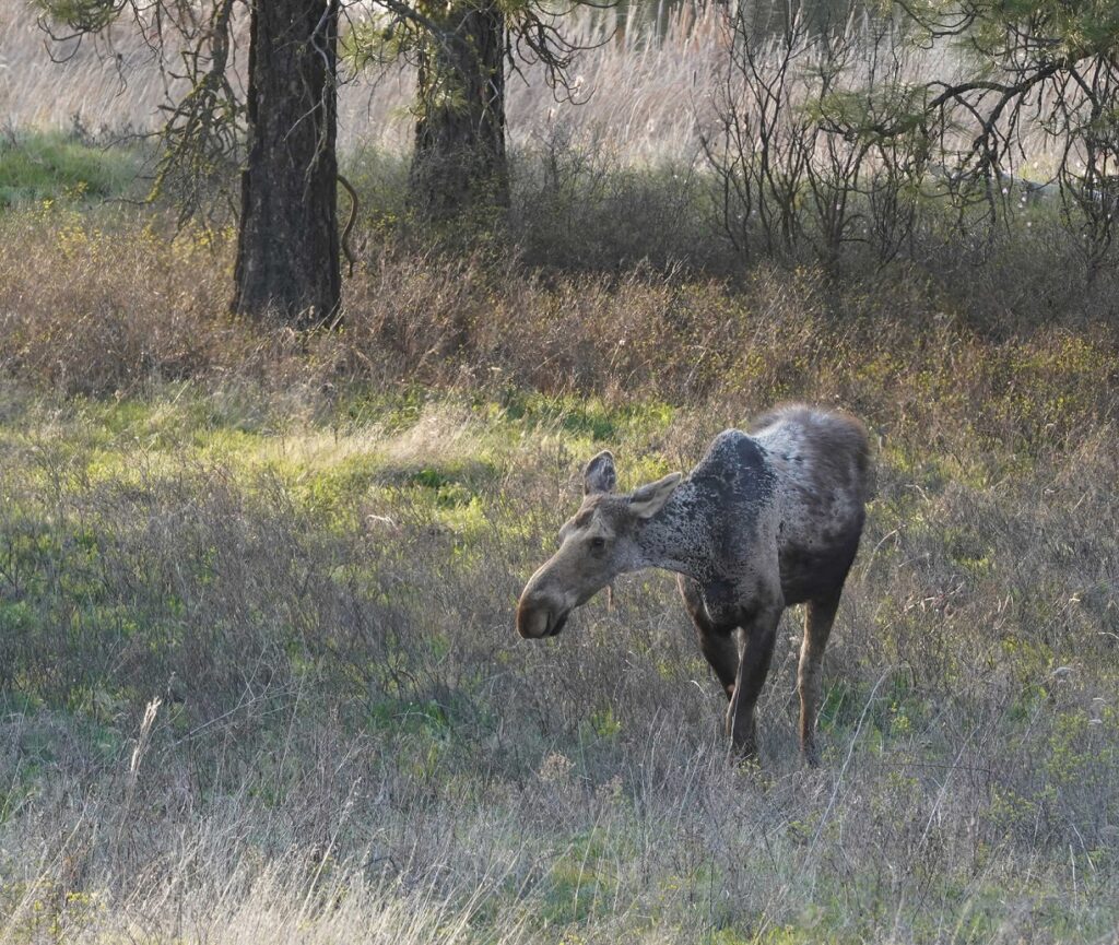 Turnbull National Wildlife Refuge