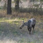 Turnbull National Wildlife Refuge moose