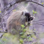 Turnbull National Wildlife Refuge porcupine