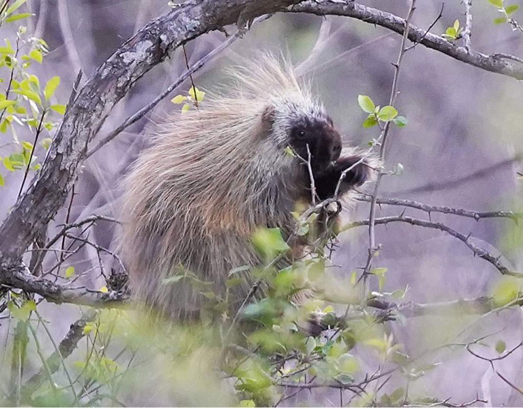 Turnbull National Wildlife Refuge