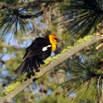Turnbull National Wildlife Regue yellow headed blackbird