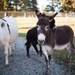 Animal Sanctuaries Spokane donkeys at seven stars ranch llc