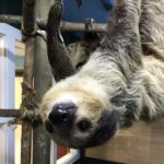 Animal Sanctuaries Spokane sloth at big reds barn