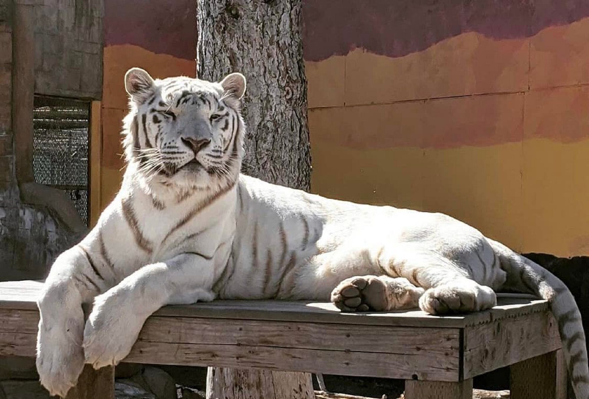 Siberian Tigers - Cat Tales Wildlife Center