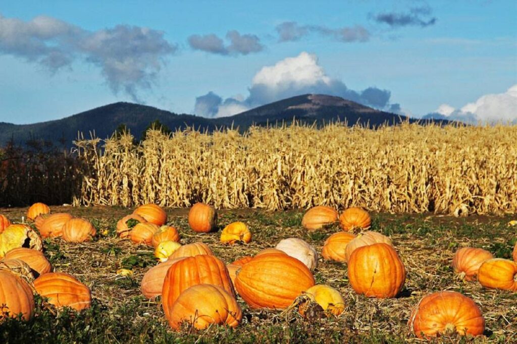 Spokane Pumpkin Patches