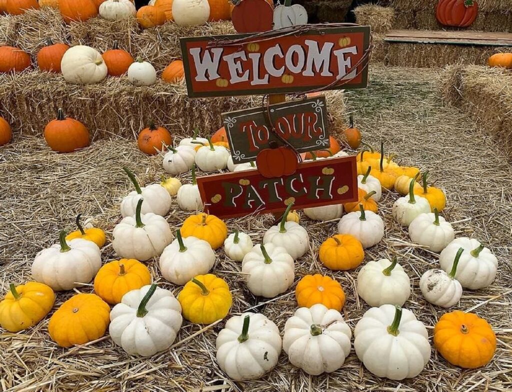 Spokane Pumpkin Patches