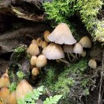 Mushroom Picking OlympiaMica-Caps