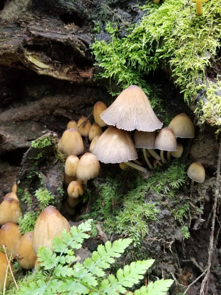 Mushroom Picking Olympia