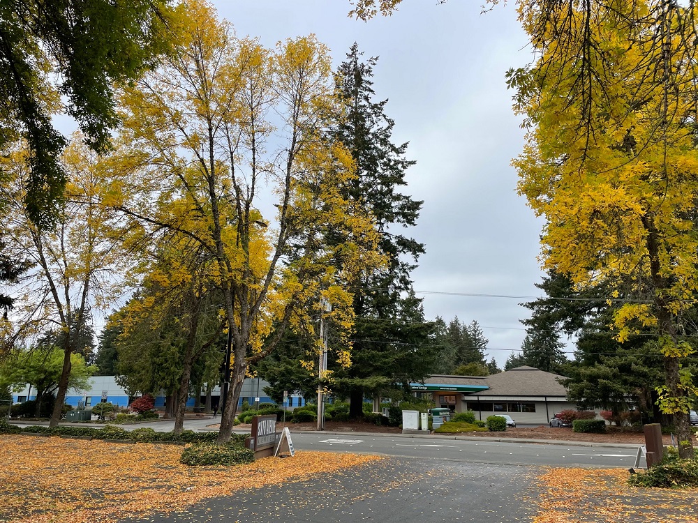 fall leaves in Olympia