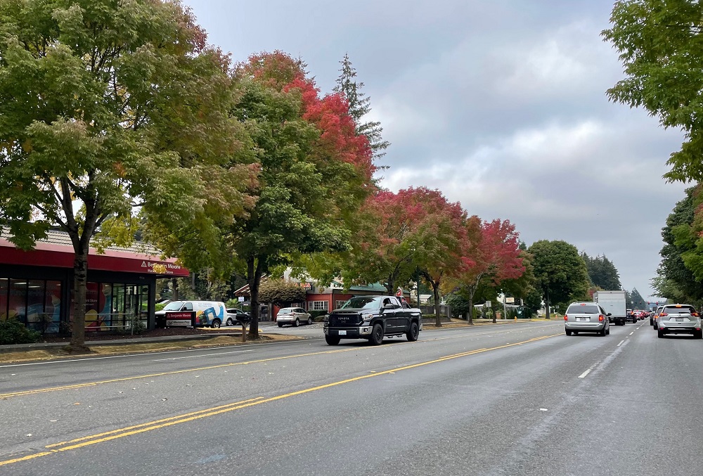 fall leaves in Olympia