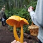 Mushroom Picking Olympia Chanterelles
