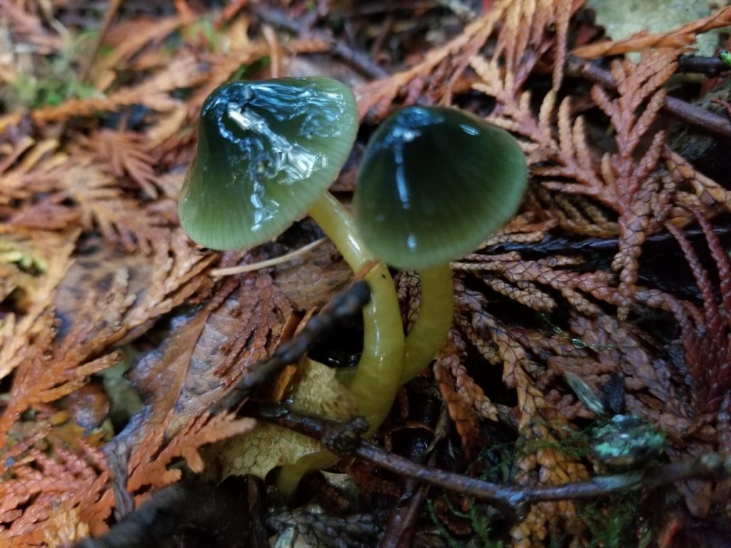 Mushroom Picking Olympia