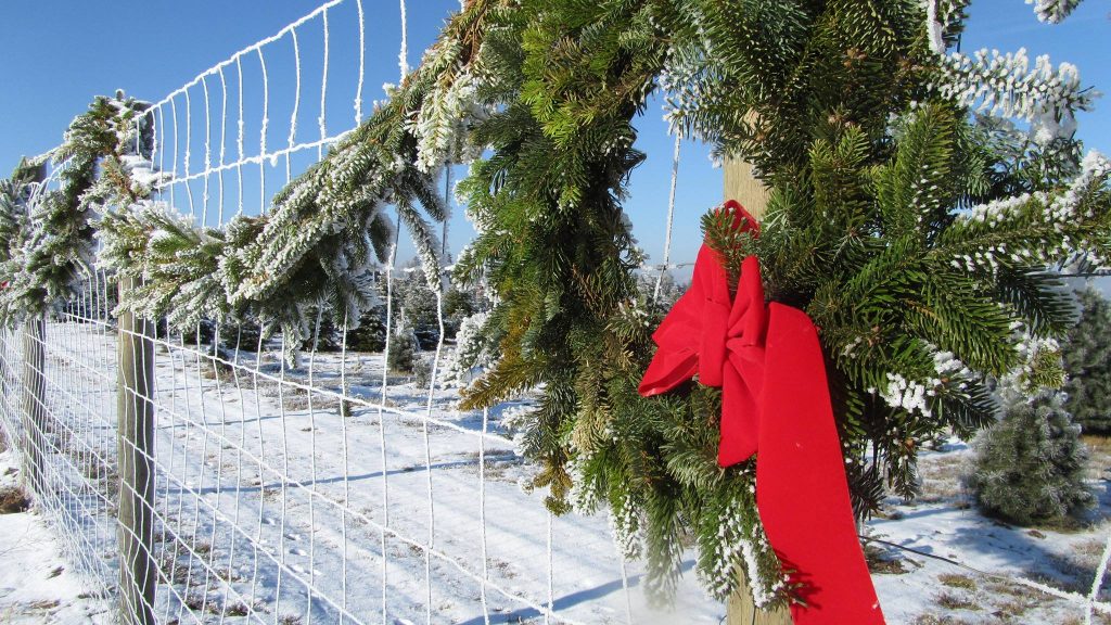 Spokane Christmas Tree Farms