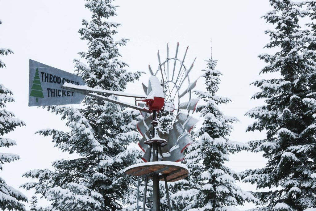 Spokane Christmas Tree Farms