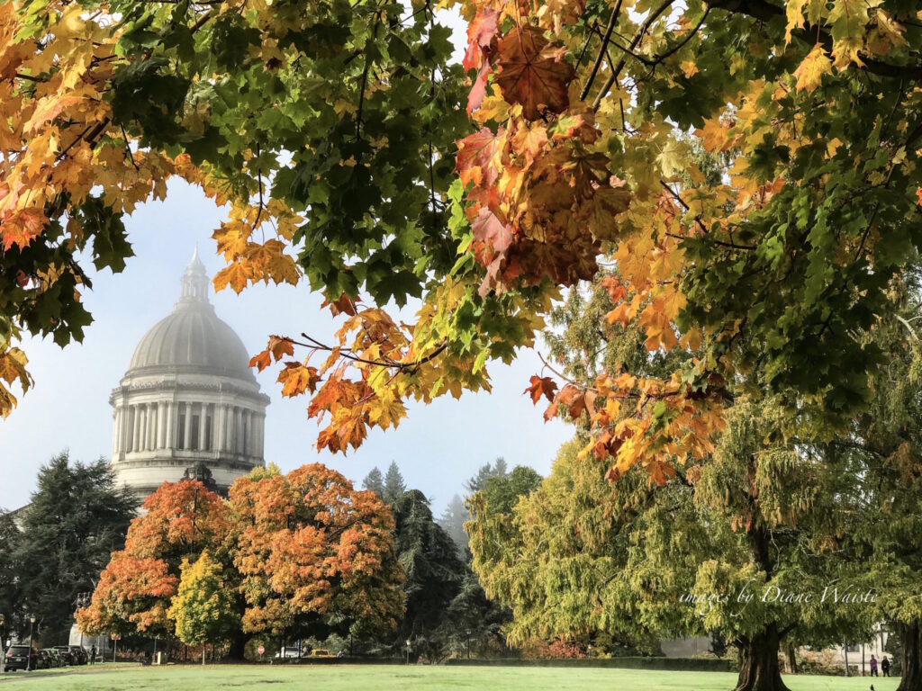 fall leaves in Olympia