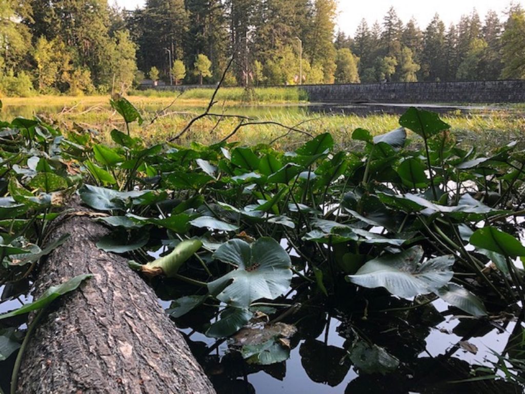 turtles Thurston County