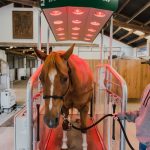 T90 Ranch is a Premier Equestrian Facility in SW Washington rehab
