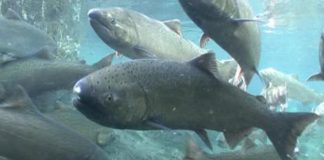 Olympia Salmon Runs
