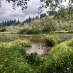 Olympia-Salmon-Runs-Deschutes-River-Nature-photography