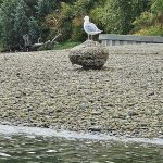 Olympia Washington Kayaking West Bay Park (53)