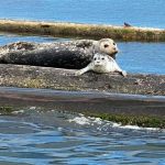 Olympia Washington Kayaking West Bay Park seals