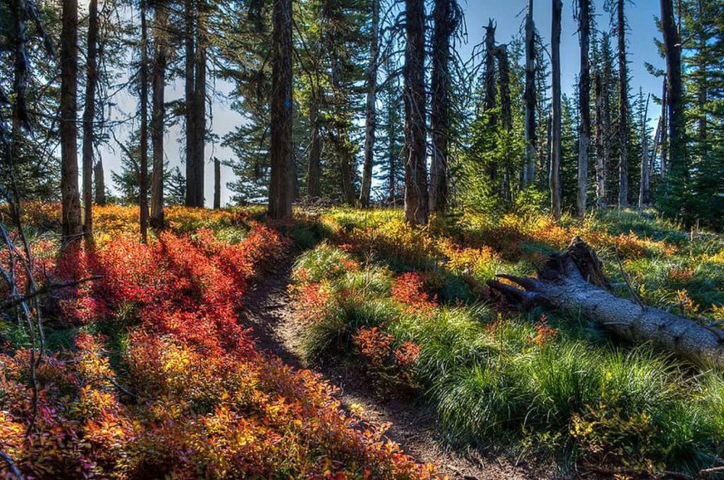 Fall Leaves Spokane