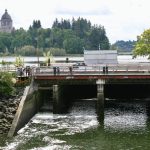 Olympia-Salmon-Runs-5th-Avenue-Bridge-Dam-Viewing