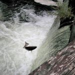 Olympia-Tumwater-Foundation-Salmon-Runs-at-Tumwater-Falls-Hatchery