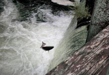 Olympia Salmon Run