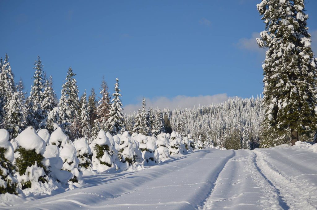 Spokane Christmas Tree Farms